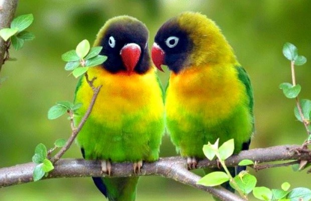 parrot-bird-wallpaper-620x400